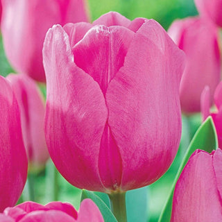 Pink Ardour Tulip Seeds